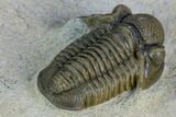 Gerastos Trilobite Fossil - Foum Zguid, Morocco #125191-3